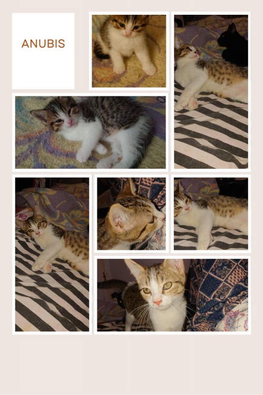 Photo de ANUBIS