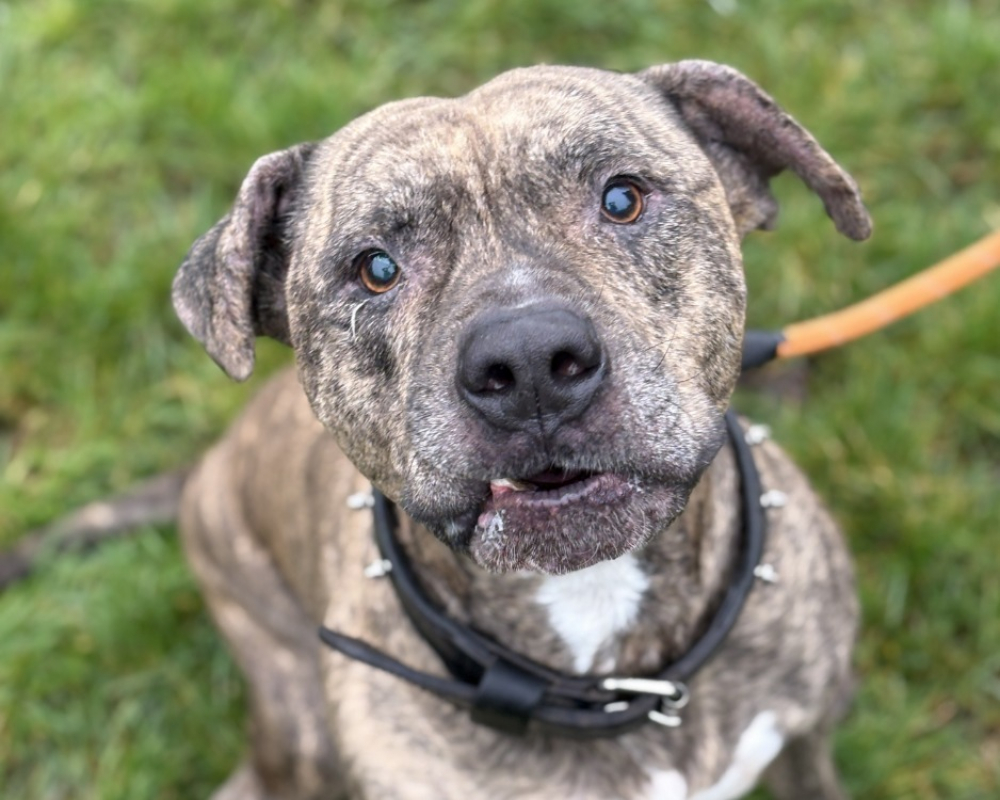 Photo #3 de Filibert