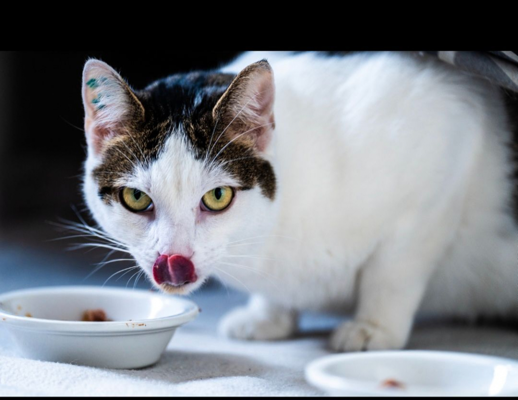 Photo #2 de Mia et Moka