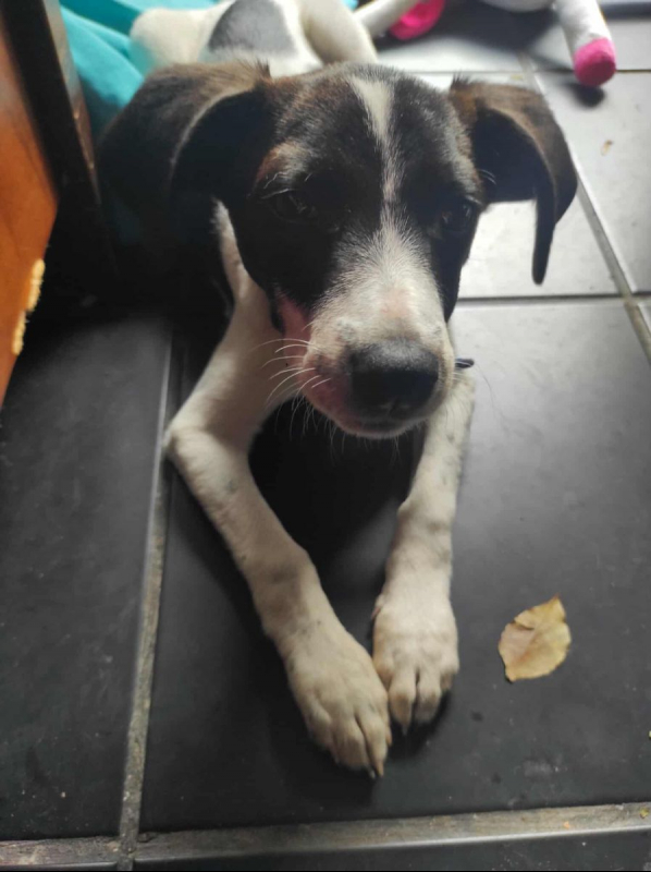Photo #3 de PATCHI