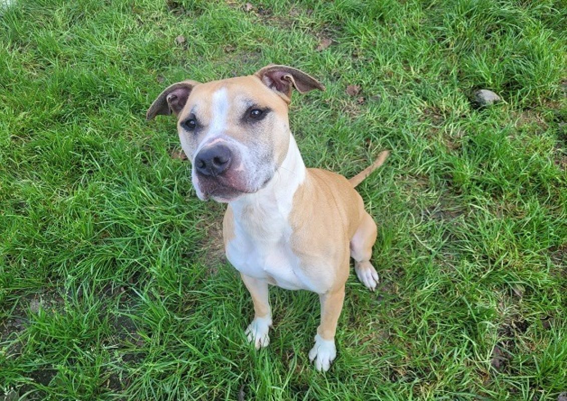Vanda - Chien à adopter