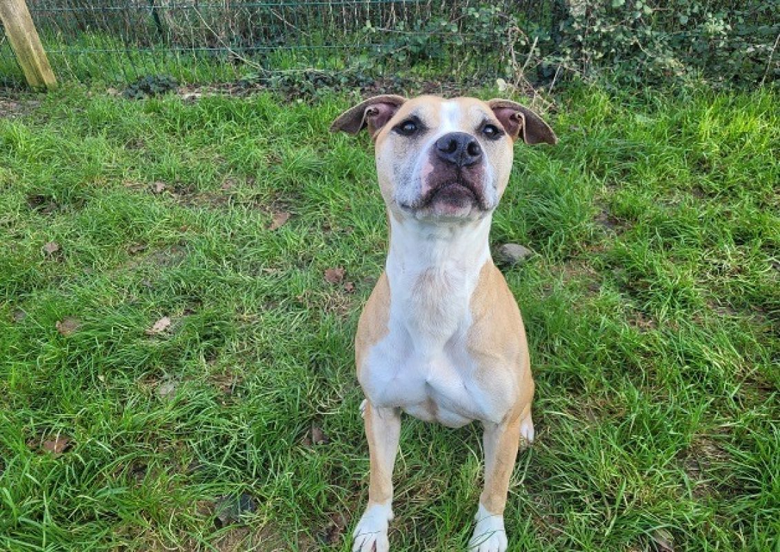 Vanda - Chien à adopter - photo 4