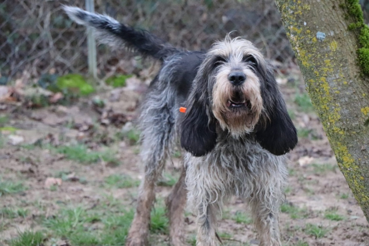 Photo #1 de Odin