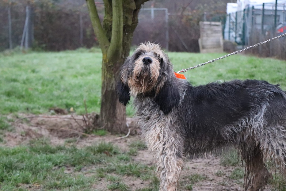 Photo #2 de Odin