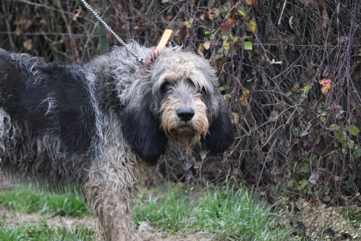 Photo #3 de Odin