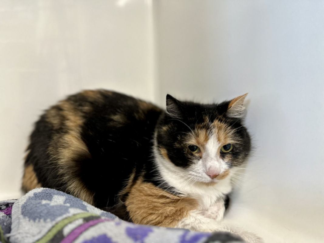 Photo #2 de Trompette