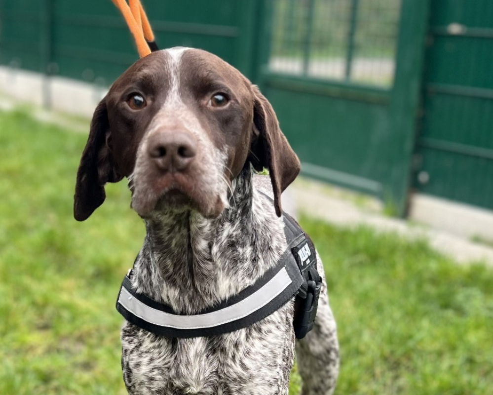 Photo #1 de Cartouche