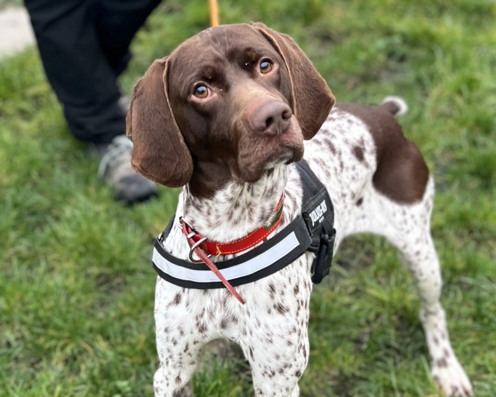 Photo #1 de Sauciflair