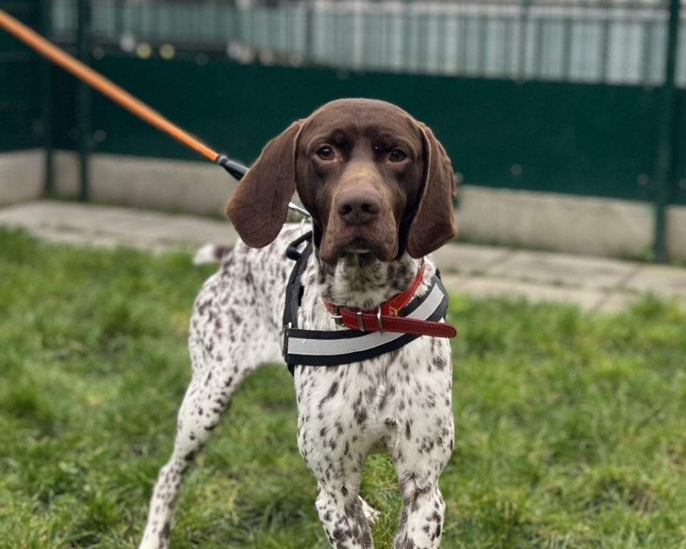 Photo #2 de Sauciflair