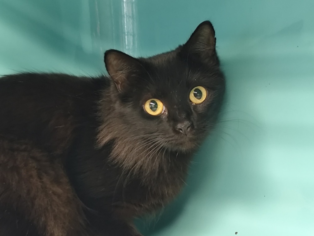 Photo #2 de Isabelle