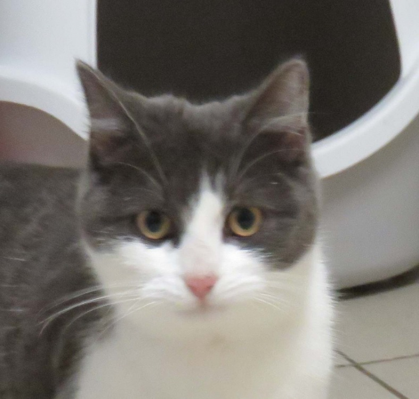 Photo #1 de Myrtille