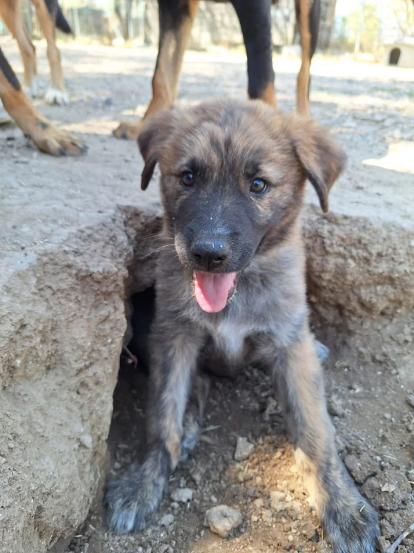 Photo #2 de Odin