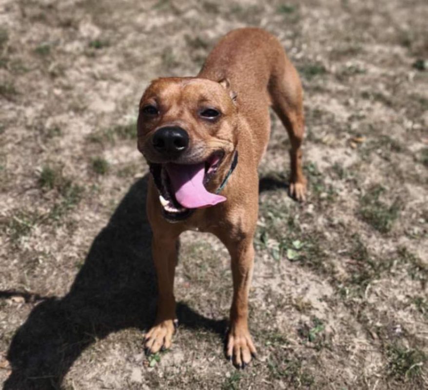 Pluto - Chien à adopter