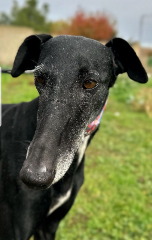 Photo #2 de AFRICANA