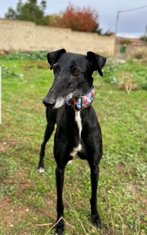 Photo #3 de AFRICANA