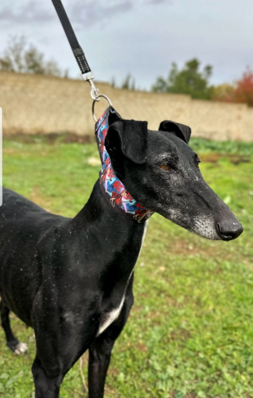 Photo #4 de AFRICANA