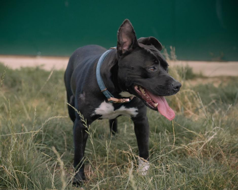 Photo #2 de Reglisse