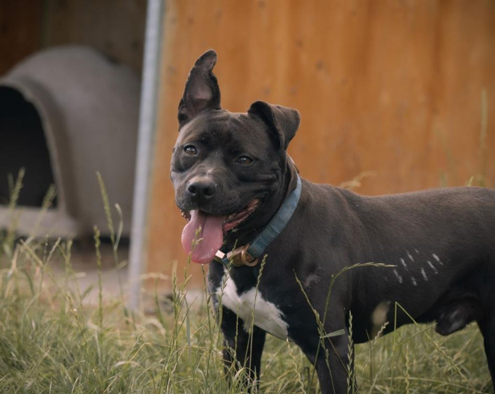 Photo #1 de Reglisse