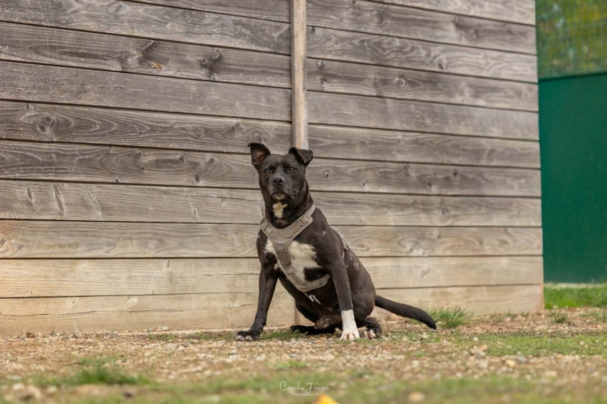 Reglisse - Chien à adopter