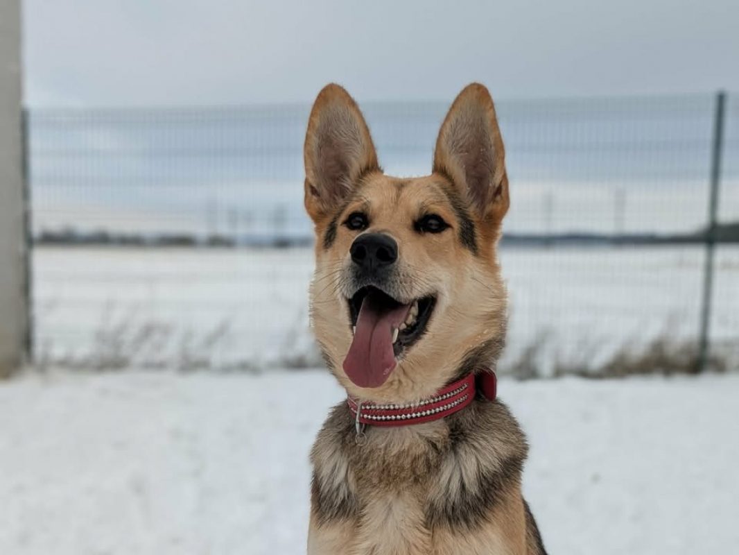 Ades - Chien Berger Allemand à adopter