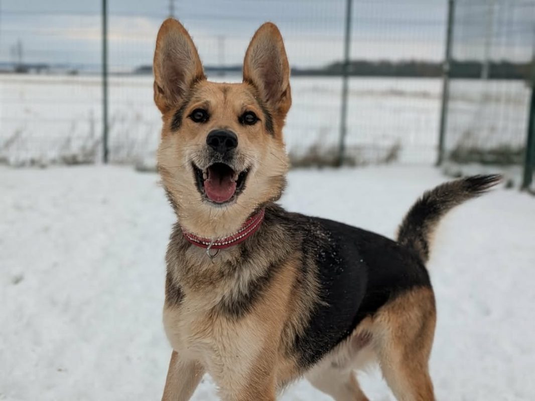 Ades - Chien Berger Allemand à adopter - photo 2
