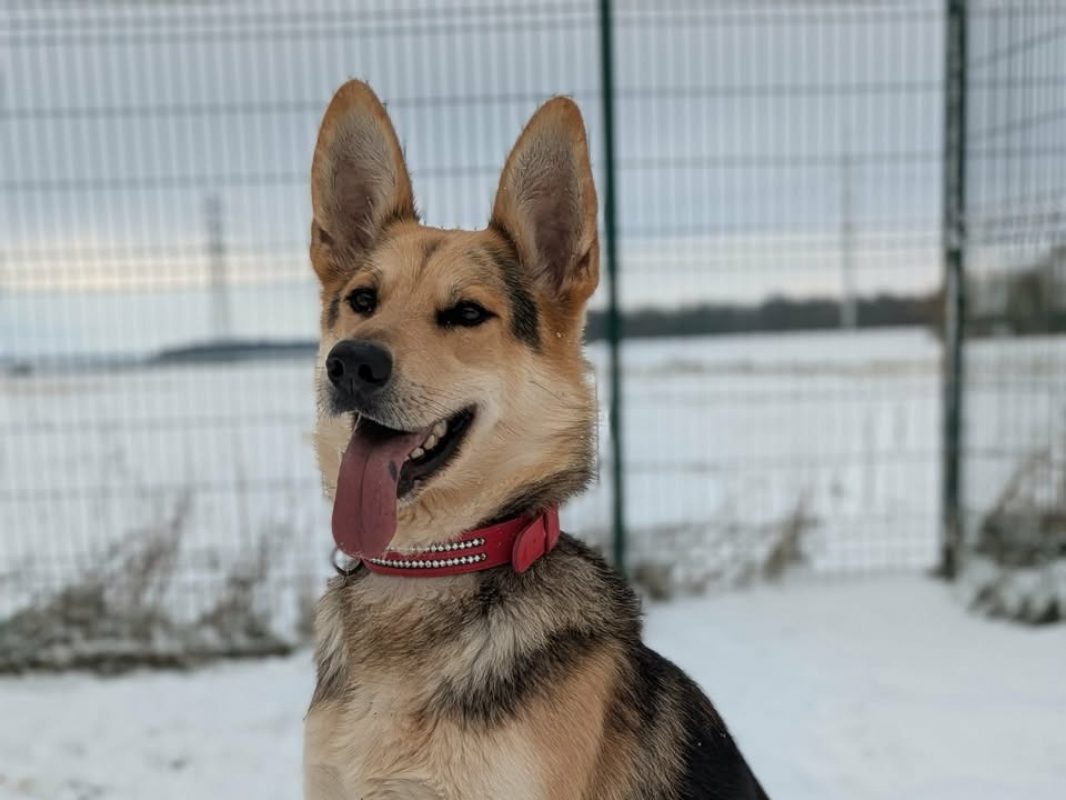 Ades - Chien Berger Allemand à adopter - photo 3