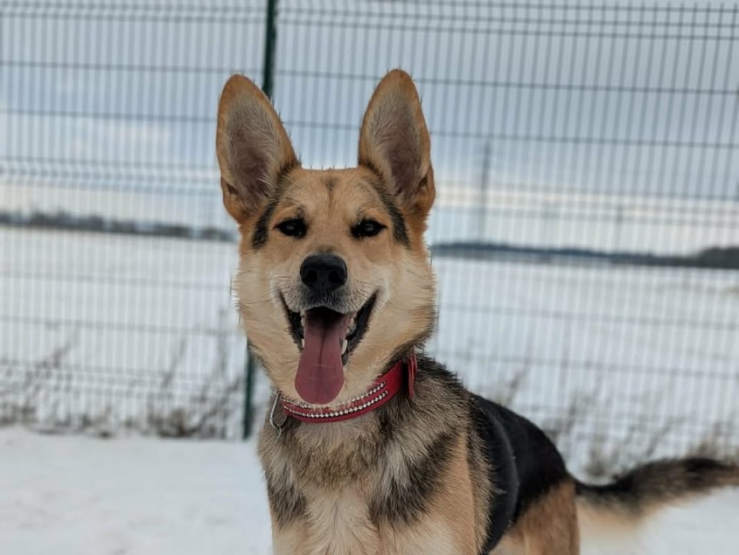 Ades - Chien Berger Allemand à adopter - photo 4