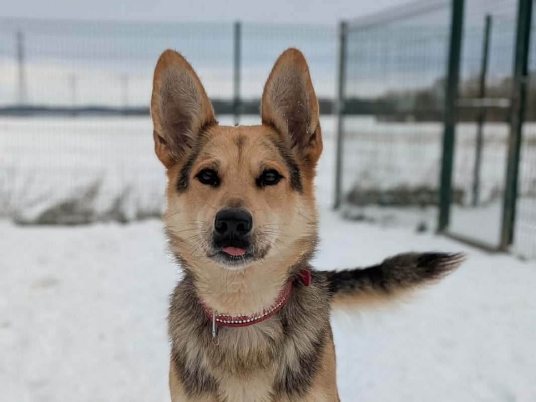 Ades - Chien Berger Allemand à adopter - photo 5