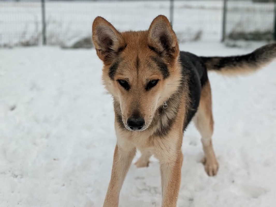 Ades - Chien Berger Allemand à adopter - photo 6