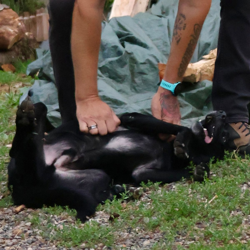 Photo #1 de Sirius