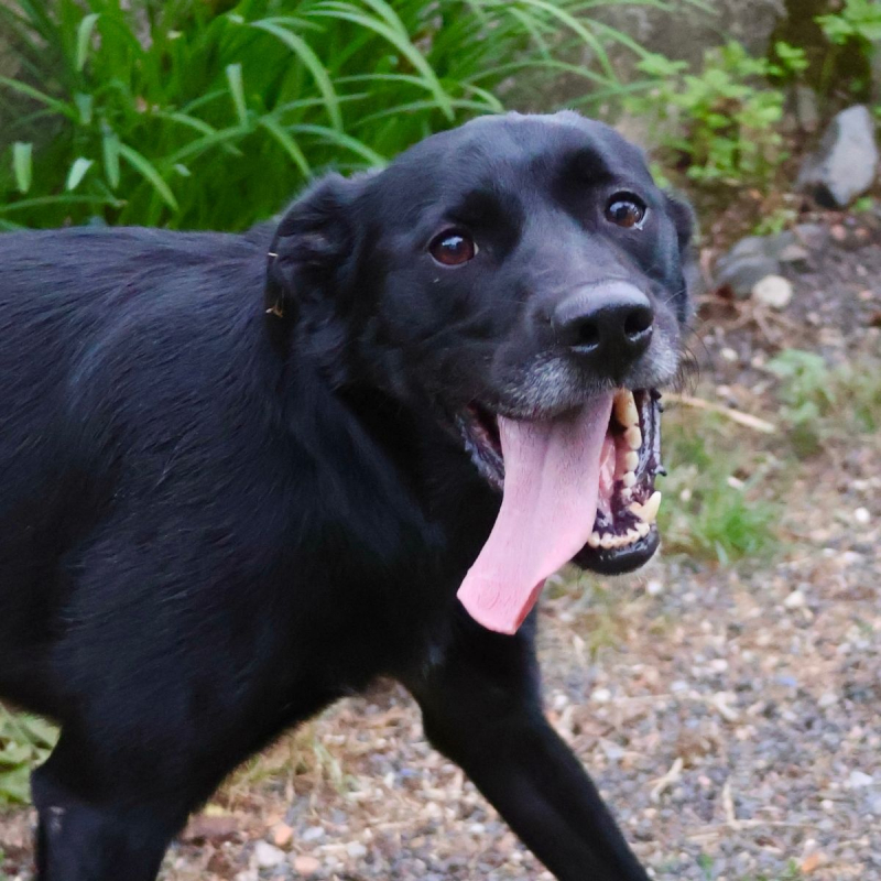 Photo #2 de Sirius