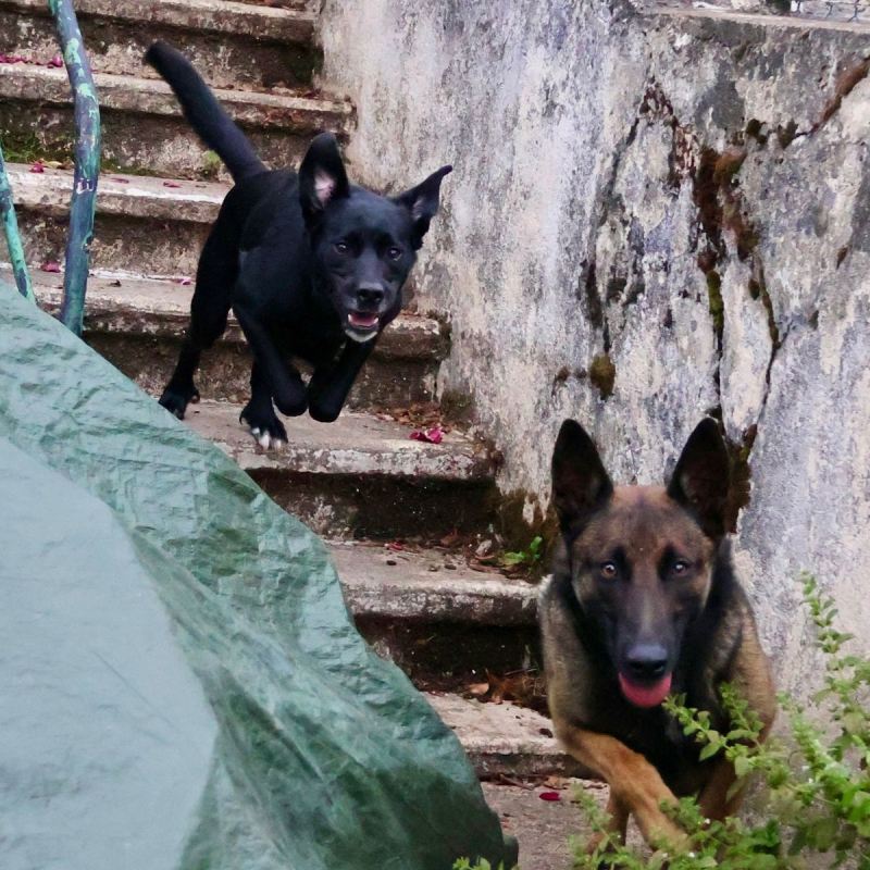 Photo #3 de Sirius