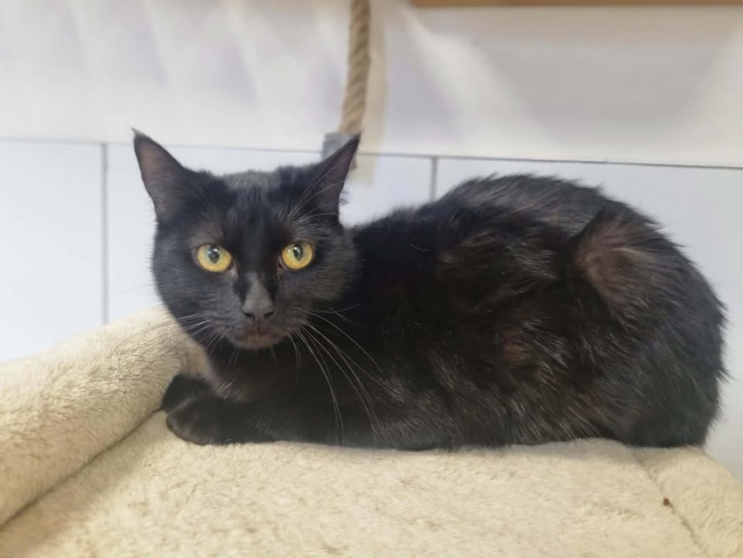 Photo #1 de Panthere