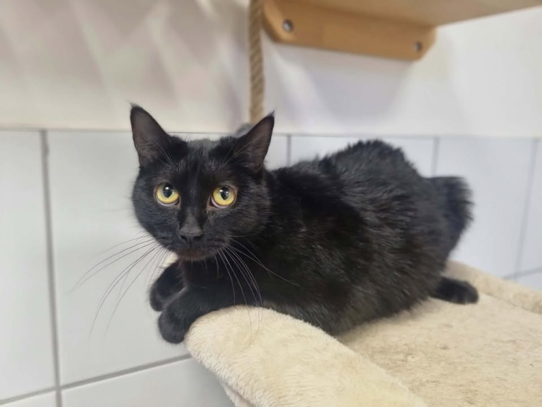 Photo #2 de Panthere