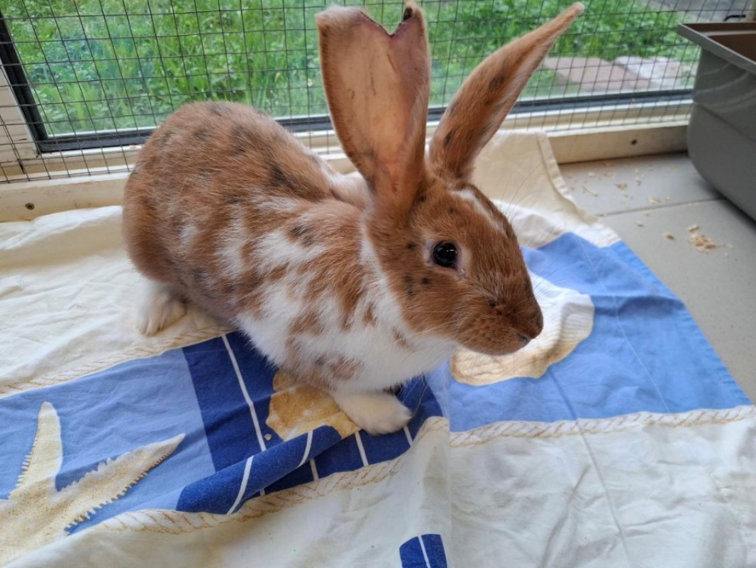 Photo #1 de Caramelmou