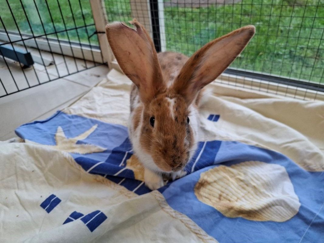 Photo #3 de Caramelmou