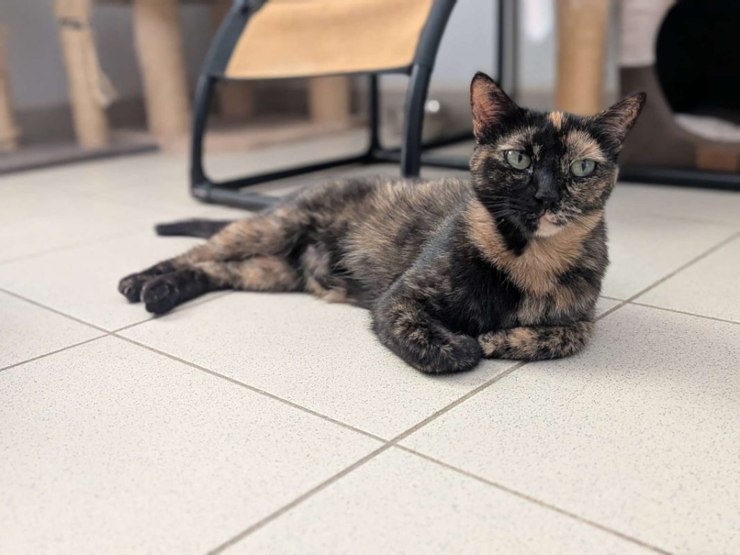 Oween - Chat Européen à adopter