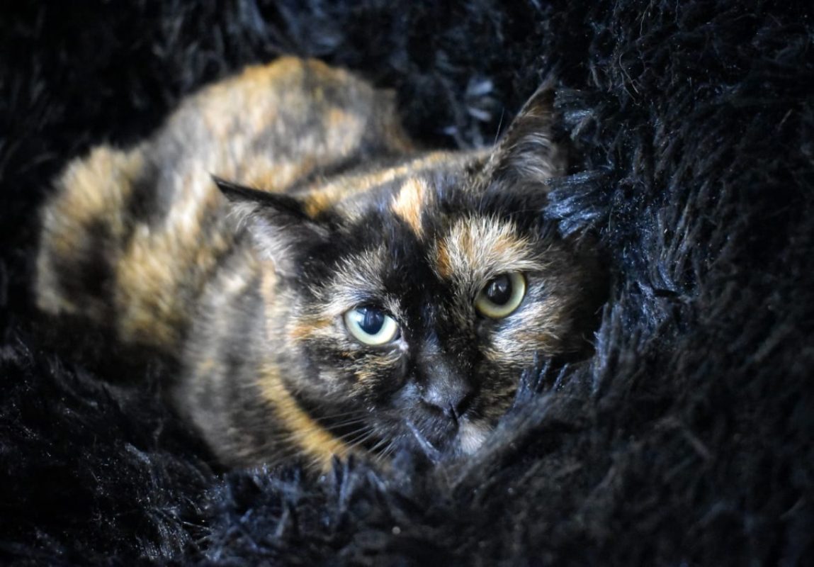 Oween - Chat Européen à adopter - photo 2