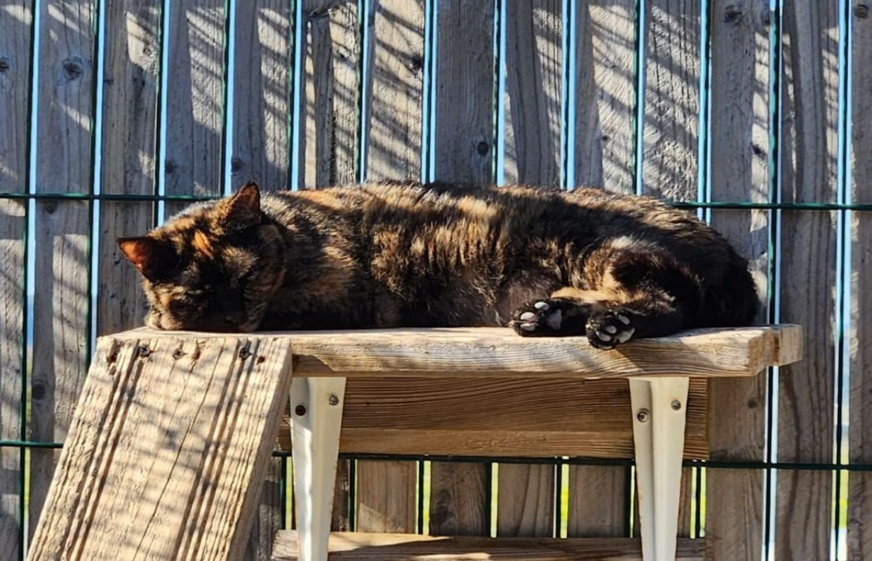 Oween - Chat Européen à adopter - photo 3