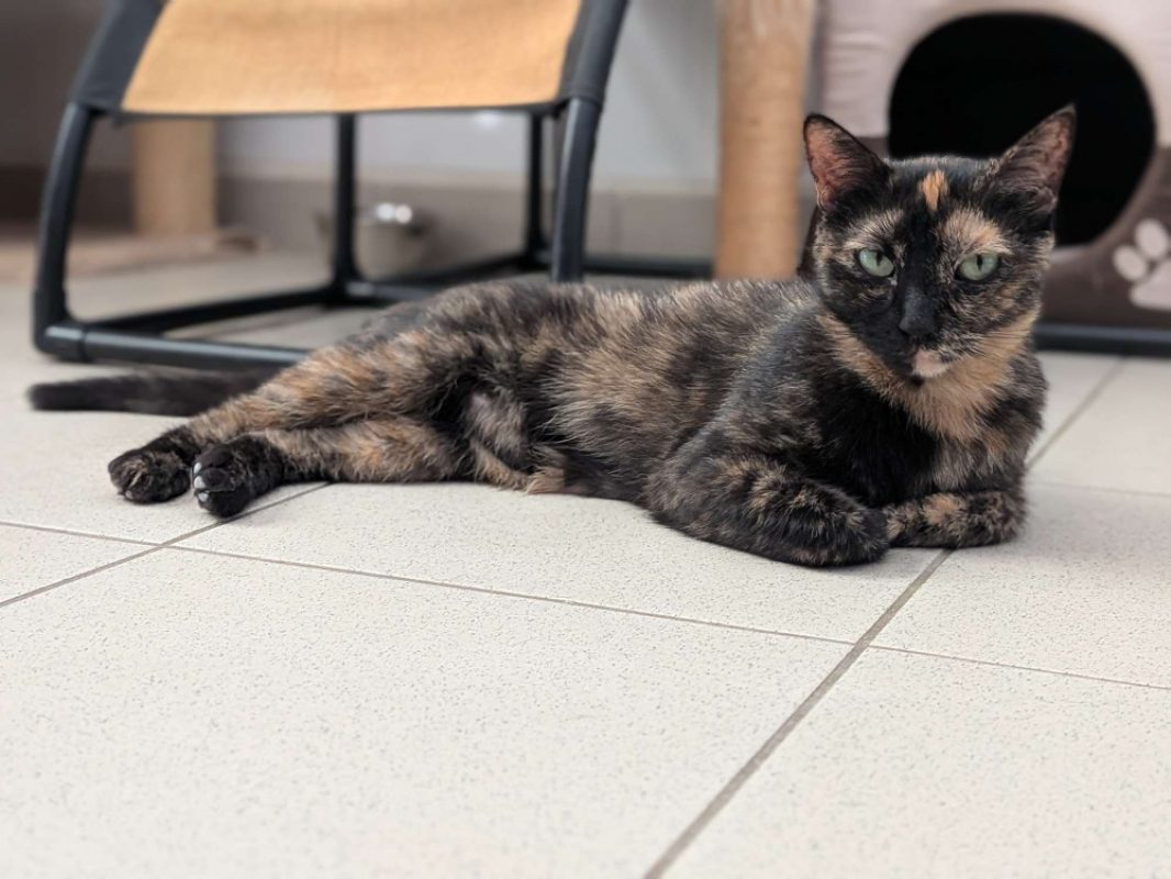 Oween - Chat Européen à adopter - photo 4