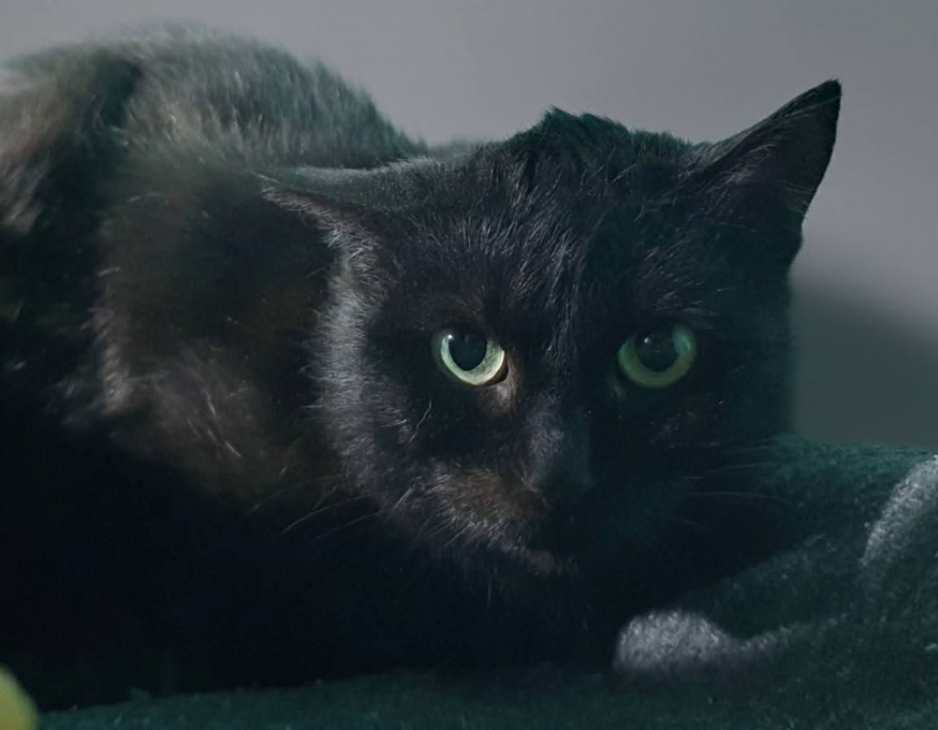 Photo de Coquillette