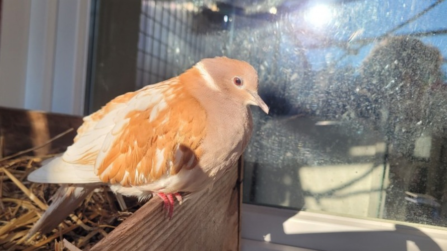 Photo #2 de Crepuscule