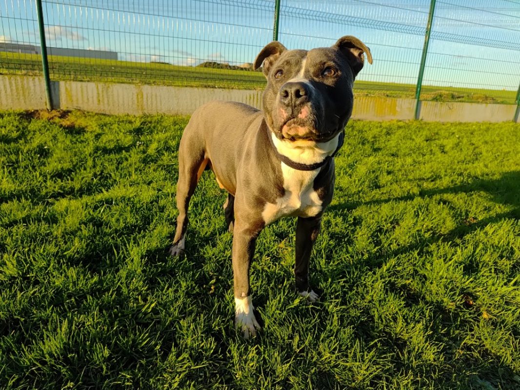 Marley - Chien à adopter
