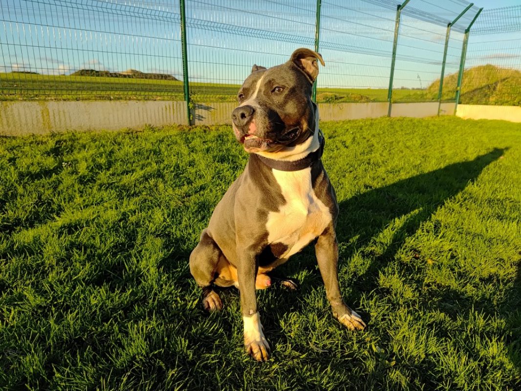 Marley - Chien à adopter - photo 2