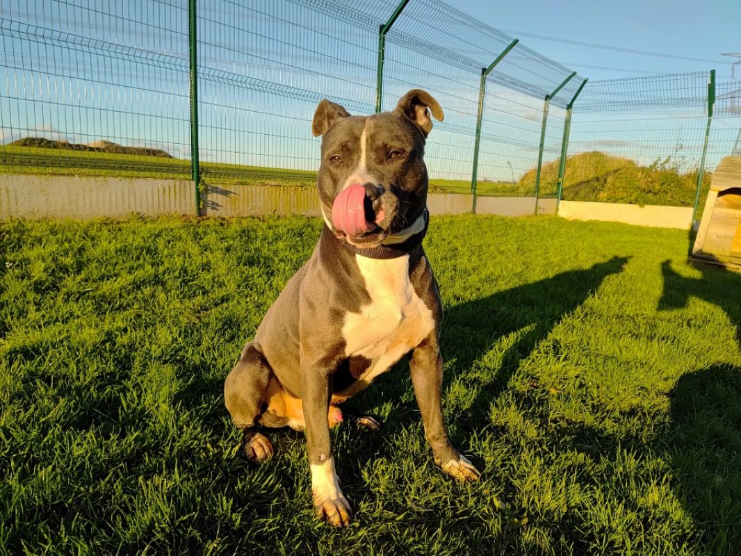 Marley - Chien à adopter - photo 3