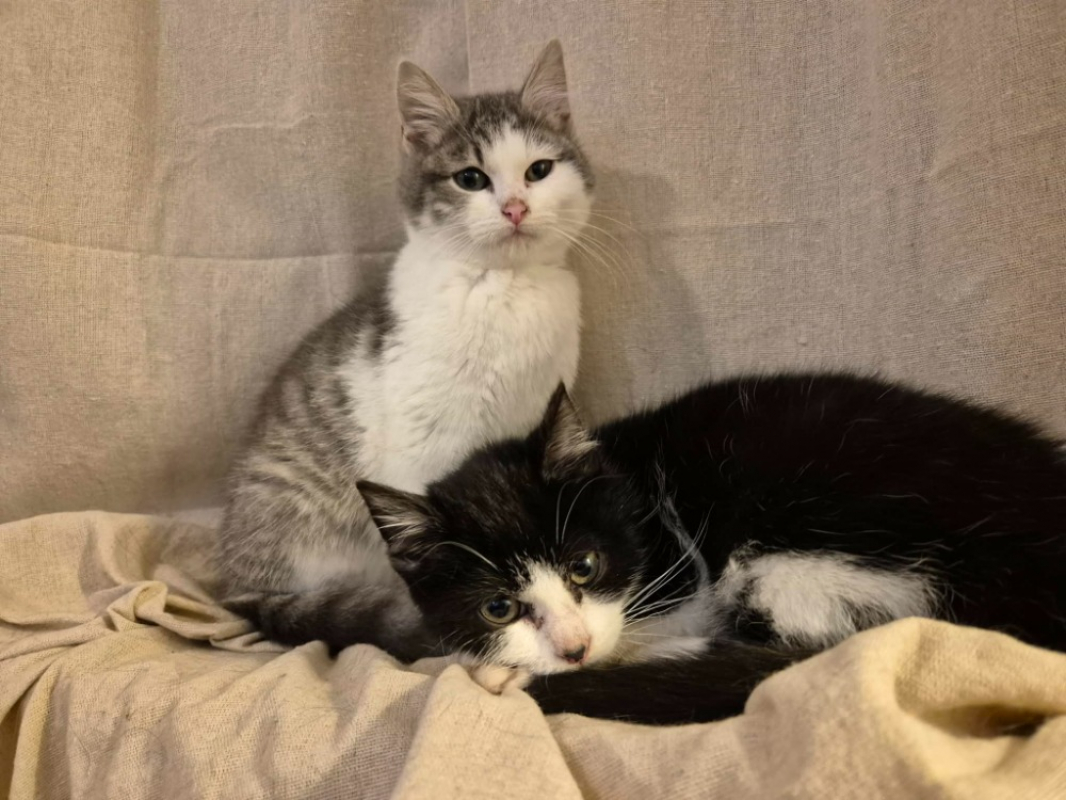 Photo de Clover réservé