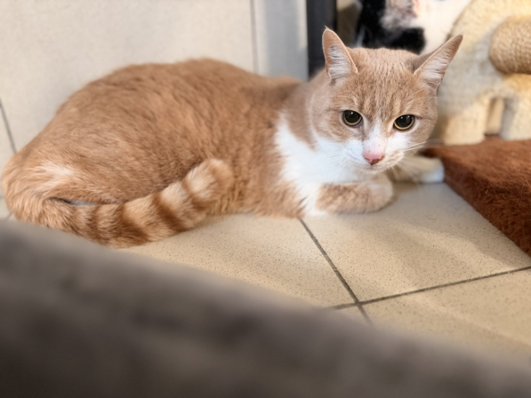 Photo #1 de Alpajola