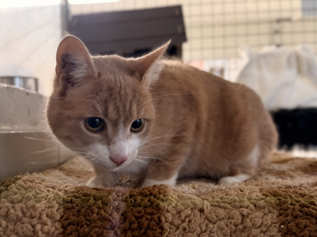 Photo #2 de Alpajola