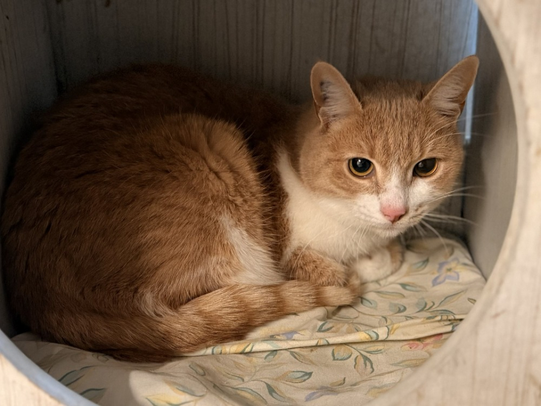 Photo #3 de Alpajola