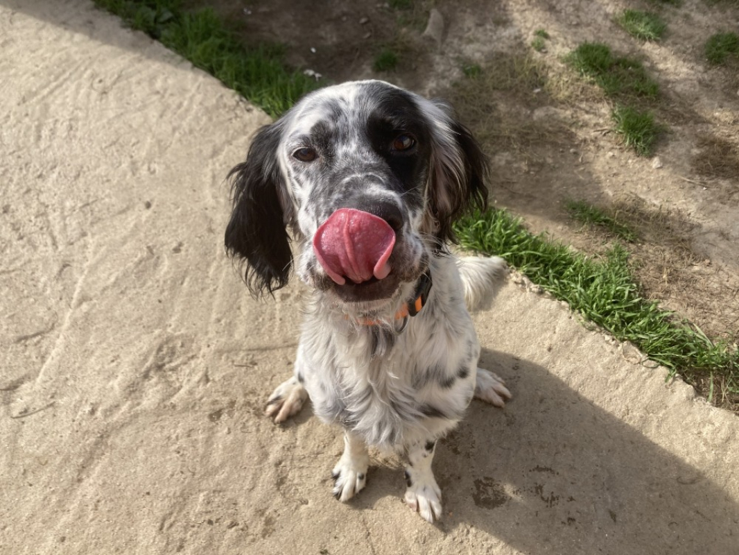 Photo #2 de Silver réservé